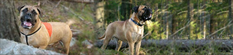 Remarkabull Bullmastiffs