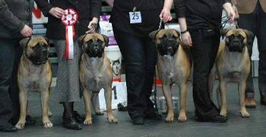 BIS1 Breeder's Group Estonian Speciality 2.2009