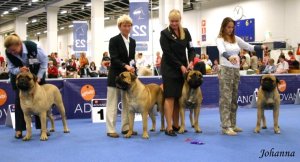 Remarkabull BOB breeder Finnish Winner 2006