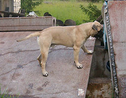 Urho