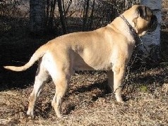 Aatos 5 yrs
