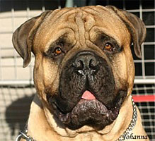 Aatos 2 yrs