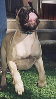 Remarkabull