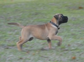 Ady 10,5 viikkoa/weeks