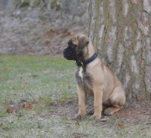 Ady 10,5 viikkoa/weeks