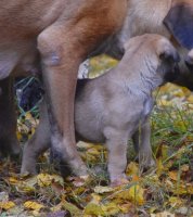 Ady 5 viikkoa/weeks