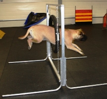 Ady agility 1.2011 Ady agility 1.2011