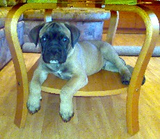 9,5 weeks