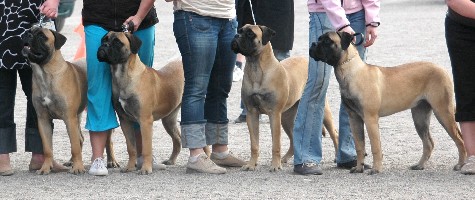 Remarkabull A-puppies BIS4 5.2008