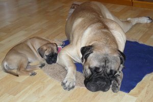 Brutus 5 yrs & Boris 7 weeks