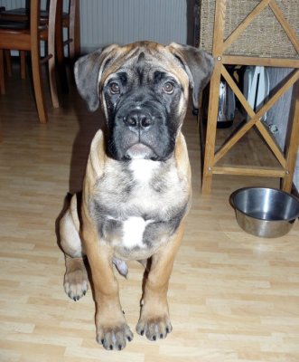 Boris 3,5 kk/months