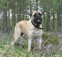 Brutus 8.2007