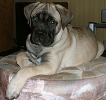 Brutus 11 weeks
