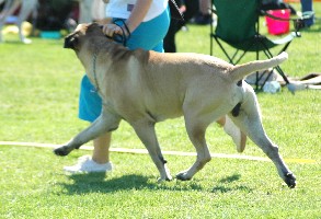 Brutus 6.2008