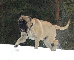Brutus 3.2009