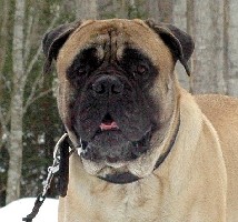 Brutus 3.2009