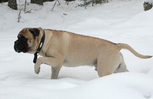 Brutus 3.2009