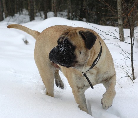 Brutus 3.2009