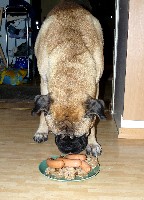 Brutus 4 v syntt&auml;rit/4 yr birthday