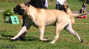 Brutus Speciality 2007