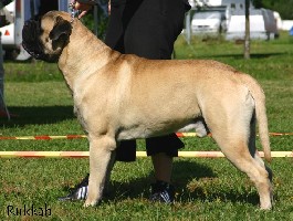 Brutus Speciality 2007