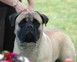 Brutus Speciality 2007