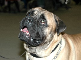 Brutus 200108