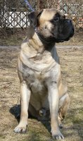 Brutus 17 months