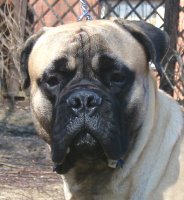 Brutus 17 months