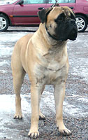 Brutus 2 years 4 months