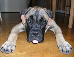 Brutus 5 months