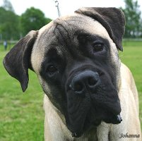 Brutus 