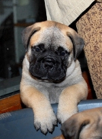 Brutus 5,5 viikkoa/weeks Brutus 5,5 viikkoa/weeks