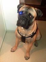 Brutus 9 kk/months Brutus 9 kk/months