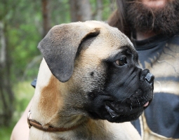 Brutus 4 kk/months Brutus 4 kk/months
