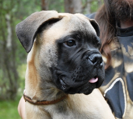 Brutus 220410