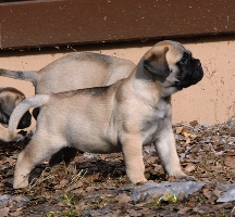 Brutus 6,5 viikkoa/weeks Brutus 6,5 viikkoa/weeks