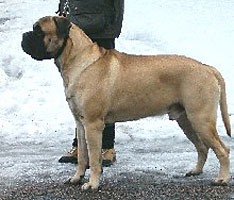 Brutus