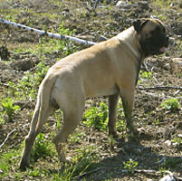 Tauno