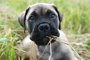 Giotto 11,5 viikkoa/weeks