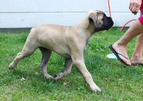 Giotto 11,5 viikkoa/weeks