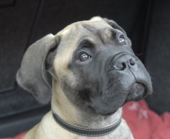 Giotto 15,5 weeks