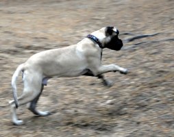 Giotto 6 kk/months
