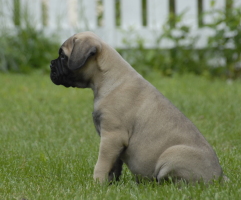 Giotto 7,5 viikkoa/weeks