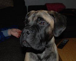 Giotto 4 kk/months
