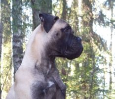 Giotto 6 kk/months