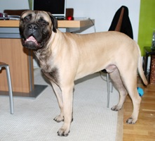 Giotto 9,5 kk/months