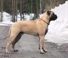 Giotto 11 kk/months