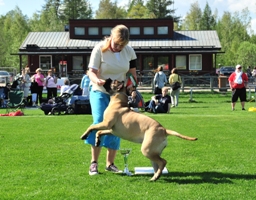 Iiris RYP4-pentu/BIG4-puppy 150510