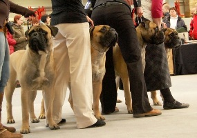 BIS3 Kasvattaja / Breeder Lohja 02.2011